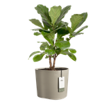 eden 35cm taupe doux